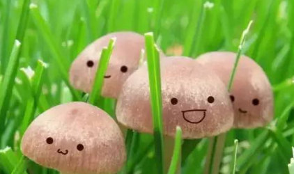 微信微粒貸怎么開通？小編教你玩轉微粒貸！