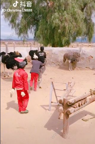 抖音騎鴕鳥賽跑背景音樂是什么？抖音騎鴕鳥大賽的歌曲分享
