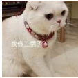 抖音會說話的劉二豆 最火貓咪高清無水印表情包分享！