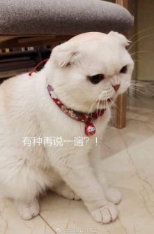 抖音會說話的劉二豆 最火貓咪高清無水印表情包分享！