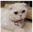 抖音會說話的劉二豆 最火貓咪高清無水印表情包分享！