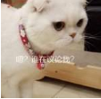 抖音會說話的劉二豆 最火貓咪高清無水印表情包分享！